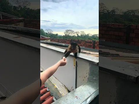 Fui alimentar o macaco e olha no que deu! 🐒🍌 #shorts