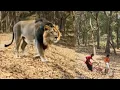 Download Lagu LION ATTACK Man IN THE FOREST...jungle Me TIGER ka attack ..RoYal bengol tiger attack...🥰😝.🥶