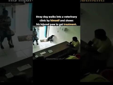 Stray dog walks into a veterinary clinic by himself ❤️‍🩹 #ahutoshkumarart #sad #shorts #reels