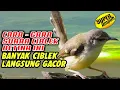 Download Lagu Gara-gara suara CIBLEK BETINA ini BANYAK CIBLEK LANGSUNG GACOR SAAT MENDENGARNYA