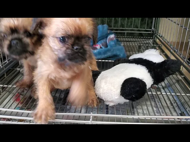 動画