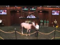 Ocala Breeders Sales Company OBS - Horse sells for 1 9 Million