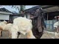Download Lagu 1.400‼️PEDAGANG LEMES PASAR SEPI | Pasar Kambing Kerek