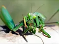 Mantis (If You Loved Me You'd Eat Me Alive) - Ari Tutko