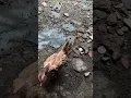 Download Lagu Tanda-tanda ayam mau bertelur