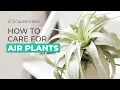 Download Lagu BEST TIPS: HOW TO CARE FOR AIR PLANTS | AIR PLANT CARE GUIDE | TILLANDSIA CARE