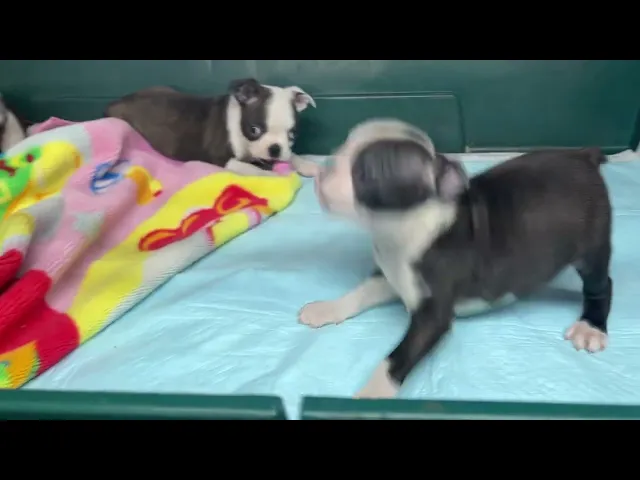 動画
