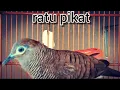 Lagu RATU PIKAT Perkutut lokal betina memanggil jantan suara kristal