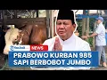 Download Lagu Presiden Prabowo Kurban 985 Sapi di Idul Adha 2025, Tersebar di Seluruh Provinsi dan Berbobot Jumbo