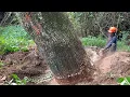 Lagu Uprooting Old Trembesi! Cutdown Dangerous Leaning Tree!