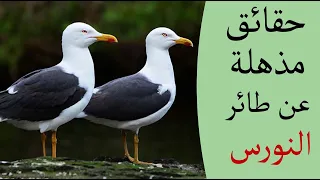 حقائق غريبة ستسمعها لأول مره عن طائر النورس 