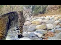 Two Bobcat s screaming at each other