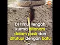 Download Lagu BELAJAR DARI POHON KURMA