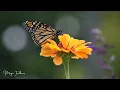 The Relaxing Summer Garden: Butterflies, Birds, Flowers and Birdsongs - TV for Cats and People