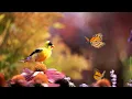 Download Lagu The Relaxing Summer Garden: Butterflies, Birds, Flowers and Birdsongs - TV for Cats and People