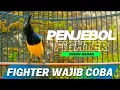 Download Lagu 🔴 WAJIB COBA || PENJEBOL FIGHTER SOGON PALING BANYAK DI CARI‼️ #sogon #sogongacor #pancingansogon 
