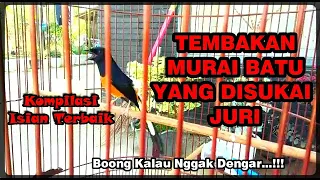 Download Kompilasi Tembakan Murai Batu Yang Paling Disukai Juri MP3