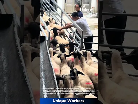 Flock Management: Farmers Herding and Organizing Sheep in Pen