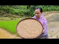 Download Lagu 20 Day Seed Germination Process - Cooking On The Farm | Lý Thị Ca