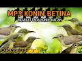 Download Lagu suara pikat burung Kolibri ninja betina! terbaik untuk memikat konin jantan