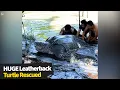 Huge leatherback turtle released after becoming trapped in swamp Animal Rescue