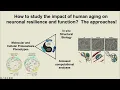 Role of proteostasis and organelle homeostasis in brain resilience during aging