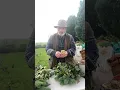 How to make a holly wreath