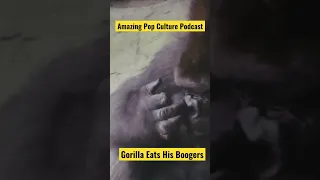 Gorilla Eats His Boogers