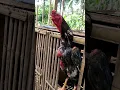 Download Lagu Tanaka Hulkline Japanese Shamo🇵🇭🇯🇵 | Azy #noanimalsharmed #chicken #pets
