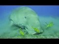 Ocean Animals 4K - Scenic Wildlife Film With Calming Music