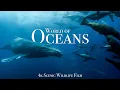 Download Lagu Ocean Animals 4K - Scenic Wildlife Film With Calming Music