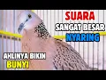 Download Lagu SUARA BURUNG TEKUKUR GACOR PALING AMPUH UNTUK PANCINGAN PIKAT #9