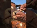 Download Lagu Kasihan, Proses koloh hidung sapi #shorts  #viral  #sapi