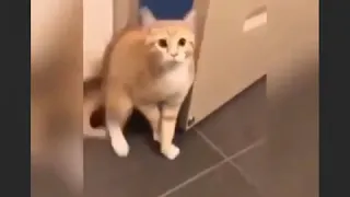 ياساتر يارب 