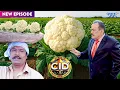 Lagu इस केस ने हिला दी पूरी CID टीम ~ रहस्य जिसने सबको चौंका दिया 😱 | CID LATEST EP | #cid | #newepisode