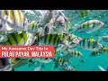 Download Lagu Day Trip to Pulau Payar Marine Park, Malaysia