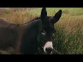 Amble - Of Land And Sea (Official Music Video)