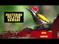 Download Lagu SUARA BURUNG PELATUK BAWANG GACOR UNTUK MASTERAN MURAY 2022