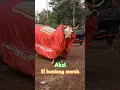 Download Lagu Bantengan merah keren #bantengan #shortsviral #jaranan #semuaorang #barongan #viralvideo #funny