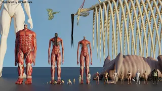 Attack On Titan Size Comparison 3D 2024 Biggest Titans In Attack On Titan In Perspective 