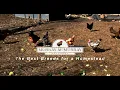 The Best Chicken Breeds for Your Homestead McMurray Hatchery
