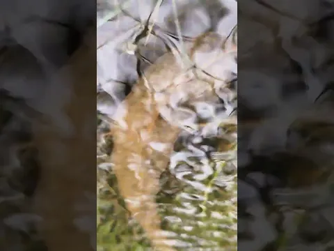 awesome #shortvideo #love #love #barish #shortvideo #shorts #shorts #shortvideo #shorts #shorts