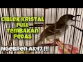 Lagu Ciblek Kristal Full Tembakan Pedas, Ngebren AK47 Speed Rapat Durasi Panjang | Kicau Tembak