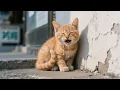 Download Lagu Mama Cat Gets Heatstroke, So Ginger Kitten Works as a Helper to Buy Her Medicine 🐱💊💼