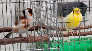 Unusual behavior Amazing Goldfinch Song #shorts