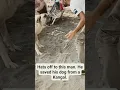 Download Lagu WWYD? Man stops big Kangal from attacking his dog! wow! #kangal #dog #shorts