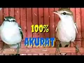 Download Lagu CARA MEMBEDAKAN BURUNG KAPASAN KEMIRI jantan dan betina