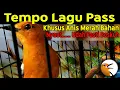 ANIS MERAH Ngeplong Dengan Tempo Yang Pas Untuk Burung dalam. Krodong/Bahan  Biar Ikut Belajar Bunyi