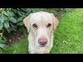 Olive and Mabel - keeping up appearances