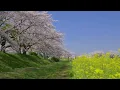 Download Lagu 你永遠不懂我 / Ni Yong Yuan Bu Dong Wo ~ 蔡素婷